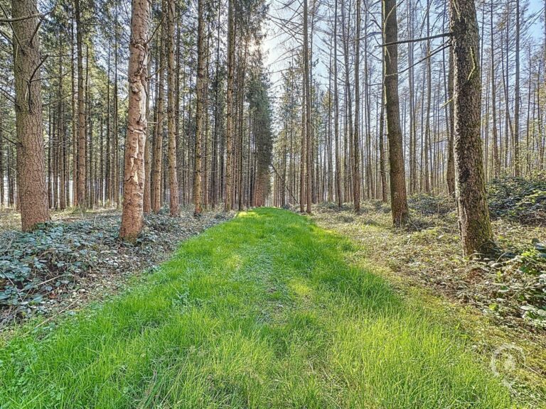 Condrogest - SOUS OPTION !!! Etang à vendre sur une parcelle de 17 hectares à Harsin