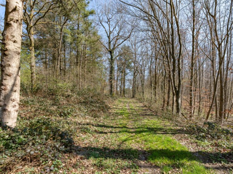 Condrogest - SOUS OPTION !!! Etang à vendre sur une parcelle de 17 hectares à Harsin