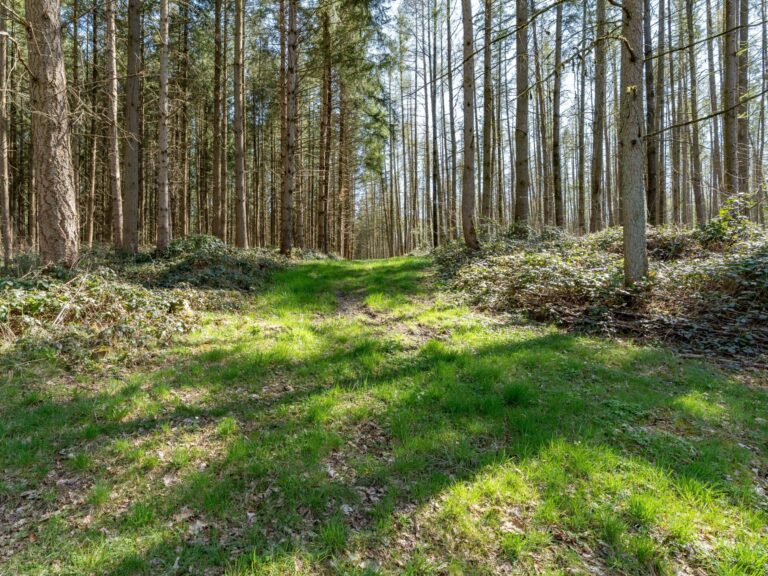 Condrogest - SOUS OPTION !!! Etang à vendre sur une parcelle de 17 hectares à Harsin