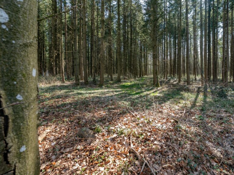 Condrogest - SOUS OPTION !!! Etang à vendre sur une parcelle de 17 hectares à Harsin