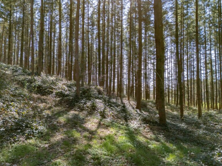 Condrogest - VENDU !!! Etang à vendre sur une parcelle de 17 hectares à Harsin