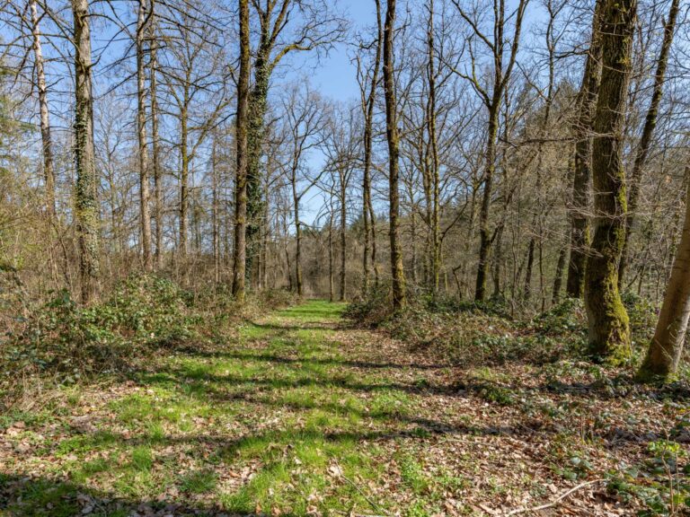Condrogest - VENDU !!! Etang à vendre sur une parcelle de 17 hectares à Harsin