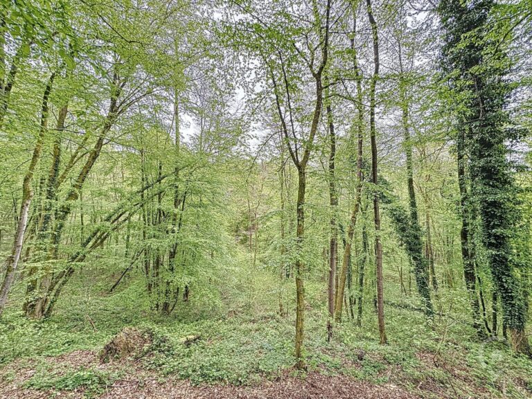 Condrogest - Maison 3 chambres à vendre à Morville