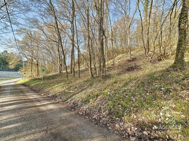 Condrogest - Terrain agréable dans la forêt de Dion