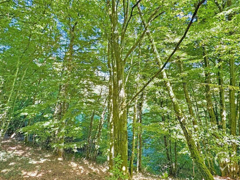 Condrogest - Maison 3 chambres au cœur des bois de Morville à vendre