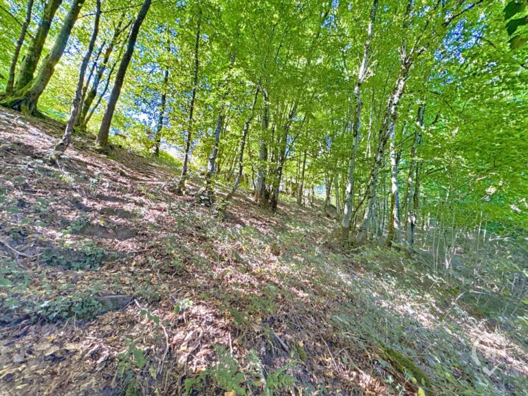 Condrogest - Maison 3 chambres au cœur des bois de Morville à vendre