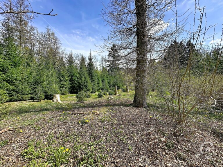 Condrogest - Terrain de 1.695 m² pour chalet / investissement locatif – Erezée